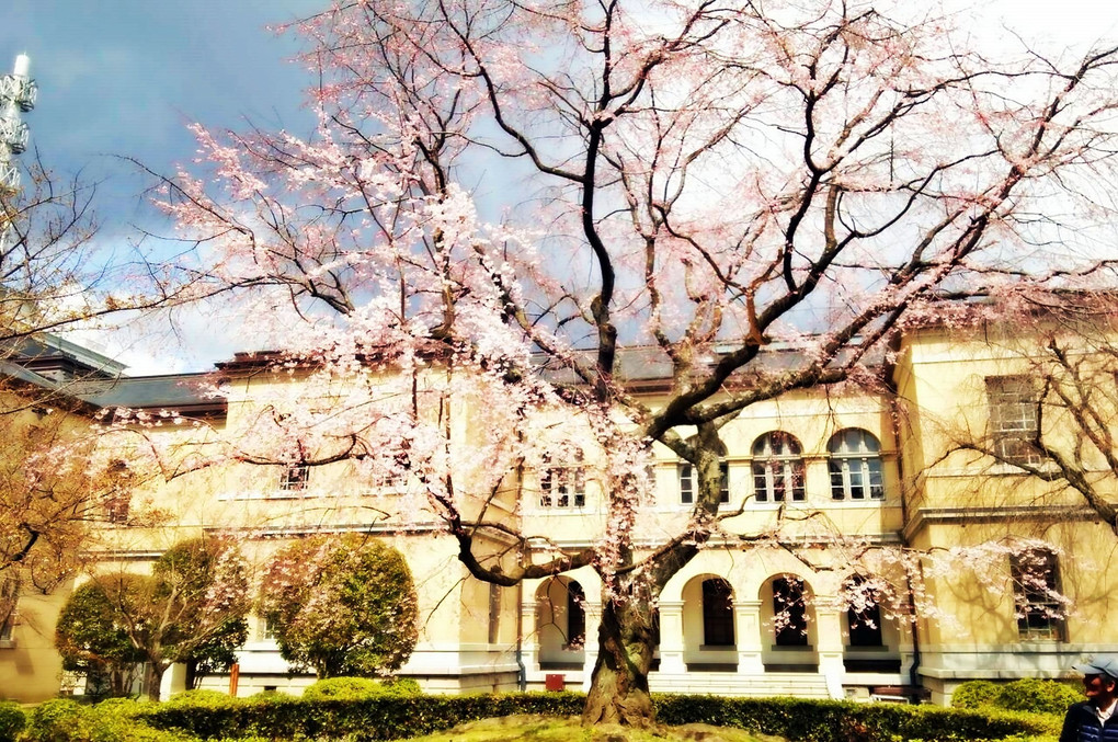 府庁の桜(o^∇^o)ﾉ