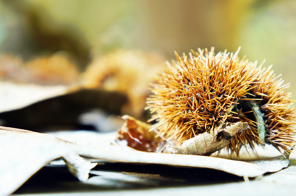 Chestnut in its burr