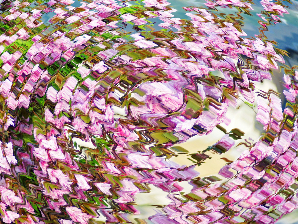 八重桜Ripple