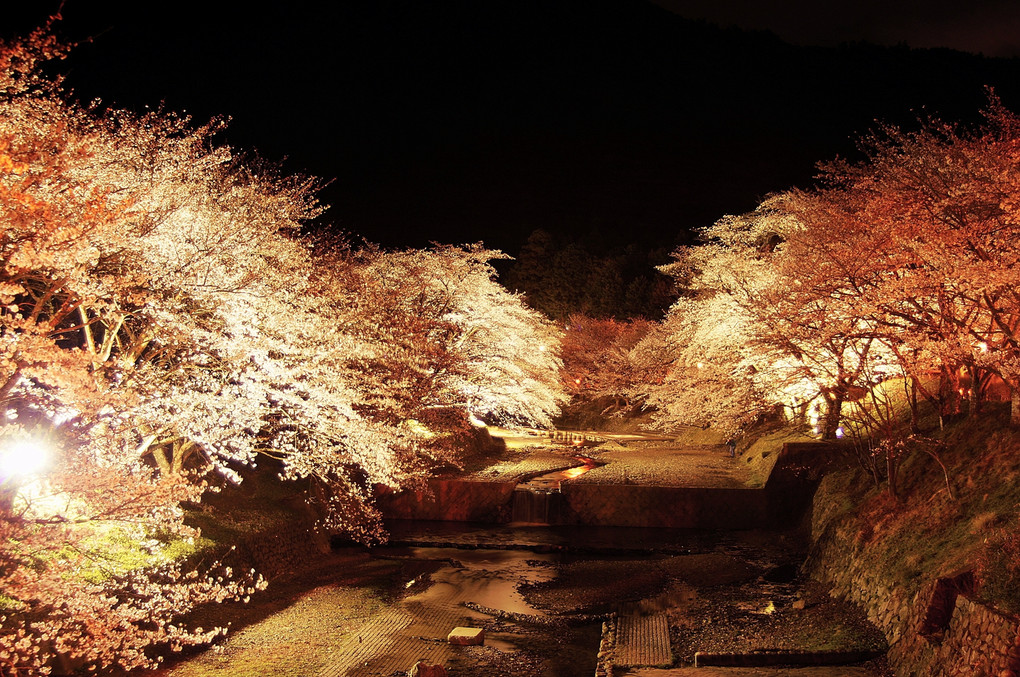 七谷川桜夜景