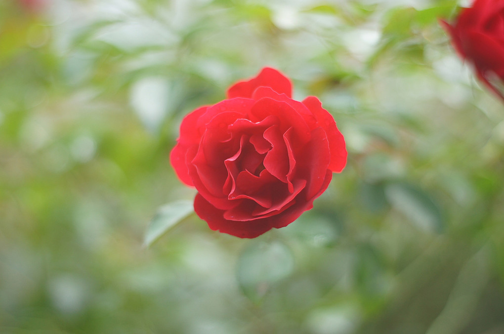 紅い薔薇