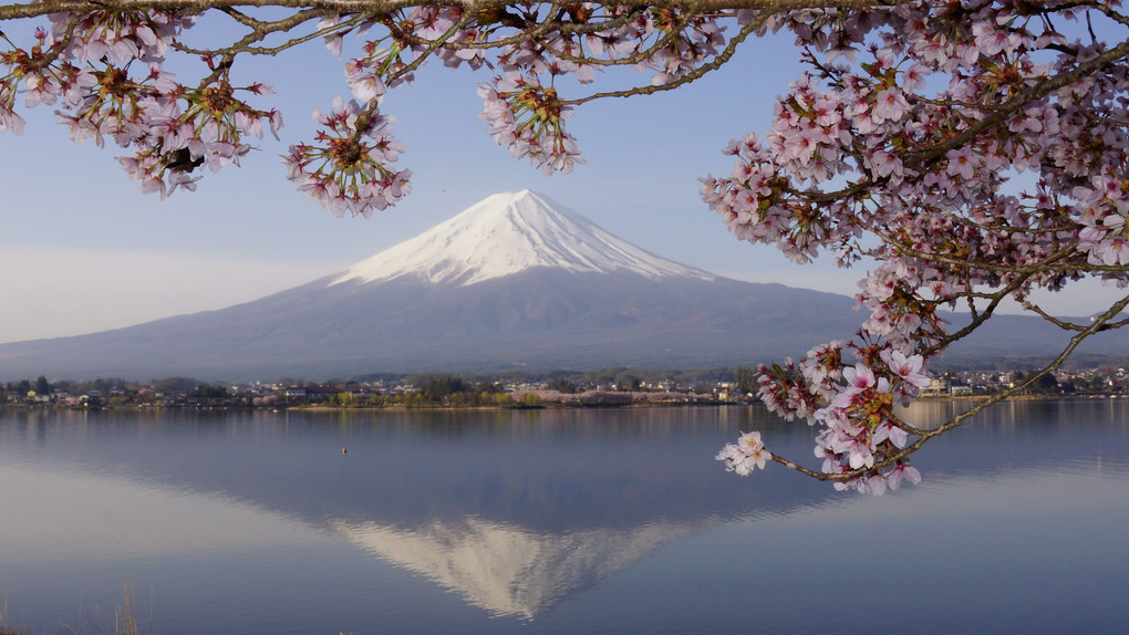 桜と逆さ富士