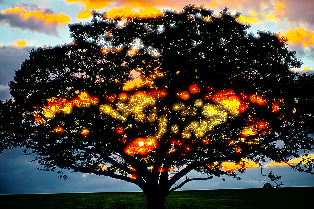 The Sunset Tree ~My First Nikkor 5～