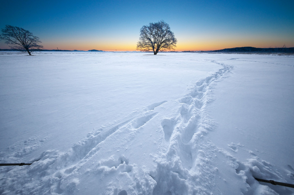 Follies in Snow