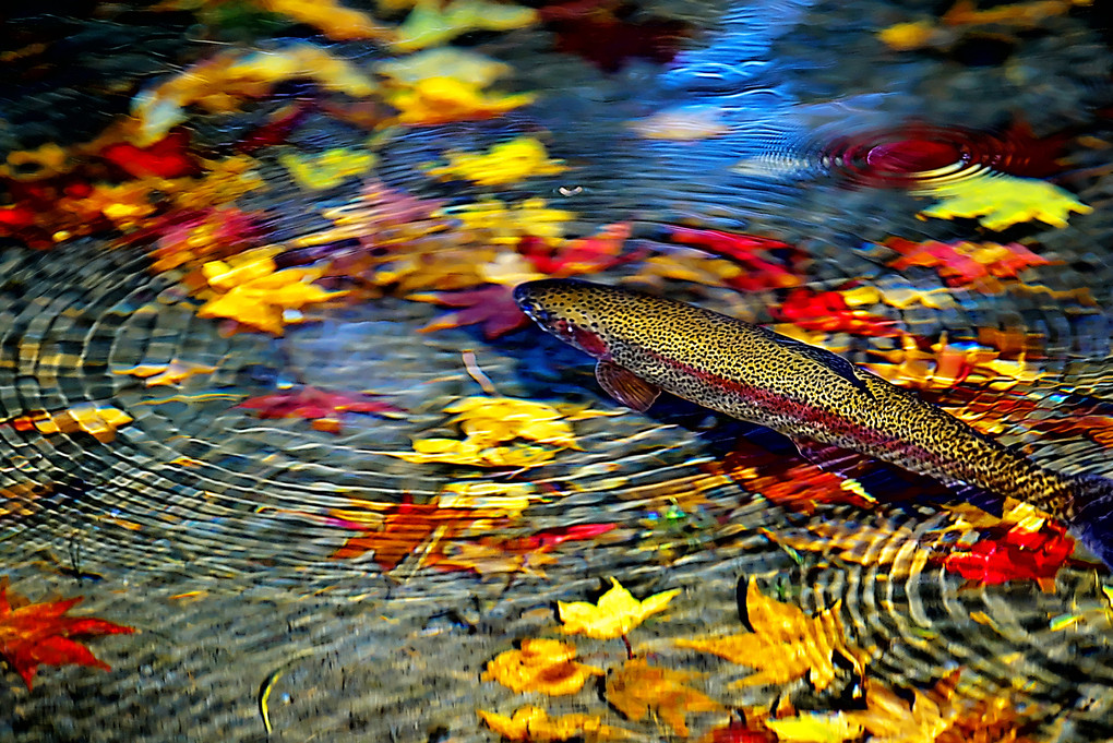 水底の秋