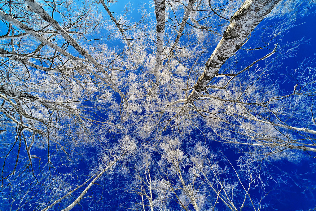 White Birch, Blue Sky, General Frost
