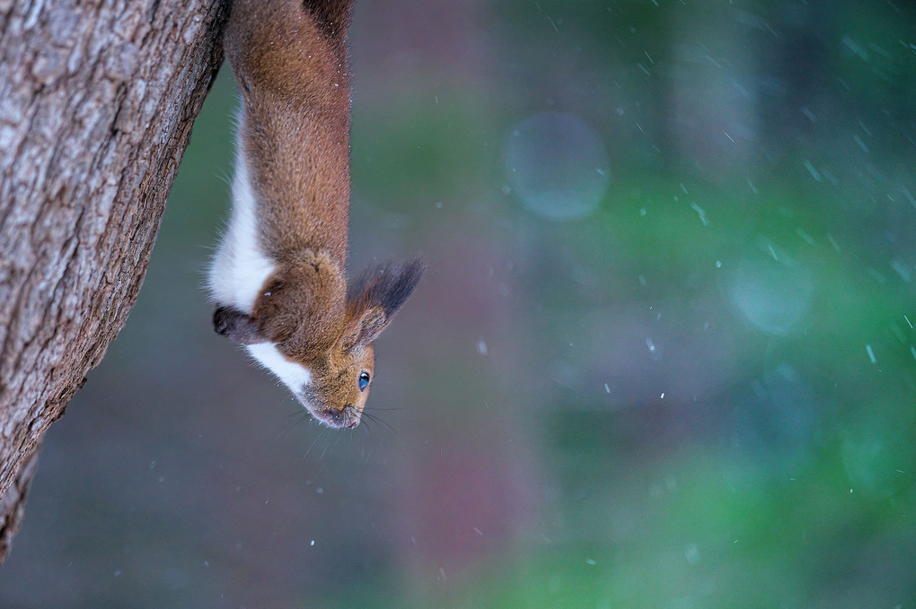 Hanging Squirrel