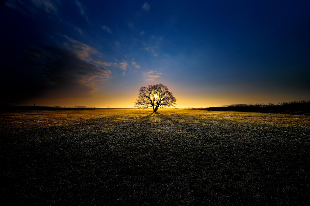 Isn't it good , Japanese Elm