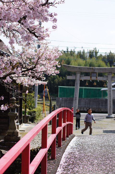 わたしの桜