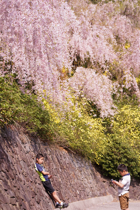 鳴門市花見山のしだれ桜