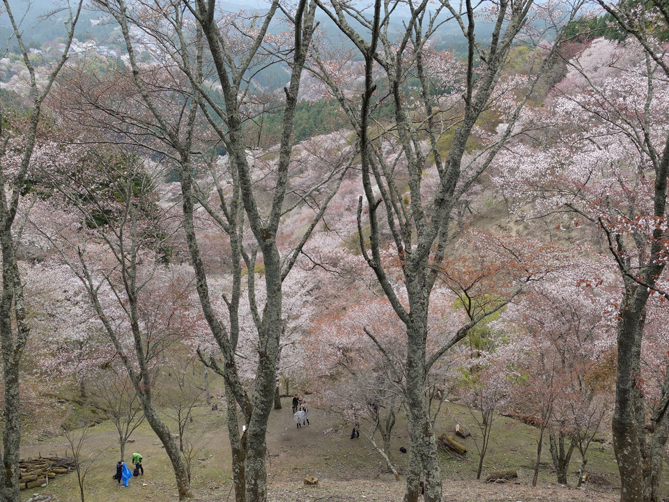 雨に煙る吉野上千本の桜とブナの木