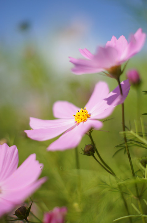 秋の桜