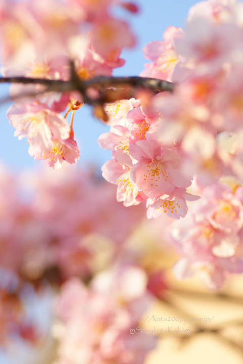 夕陽に染まる満開の河津桜