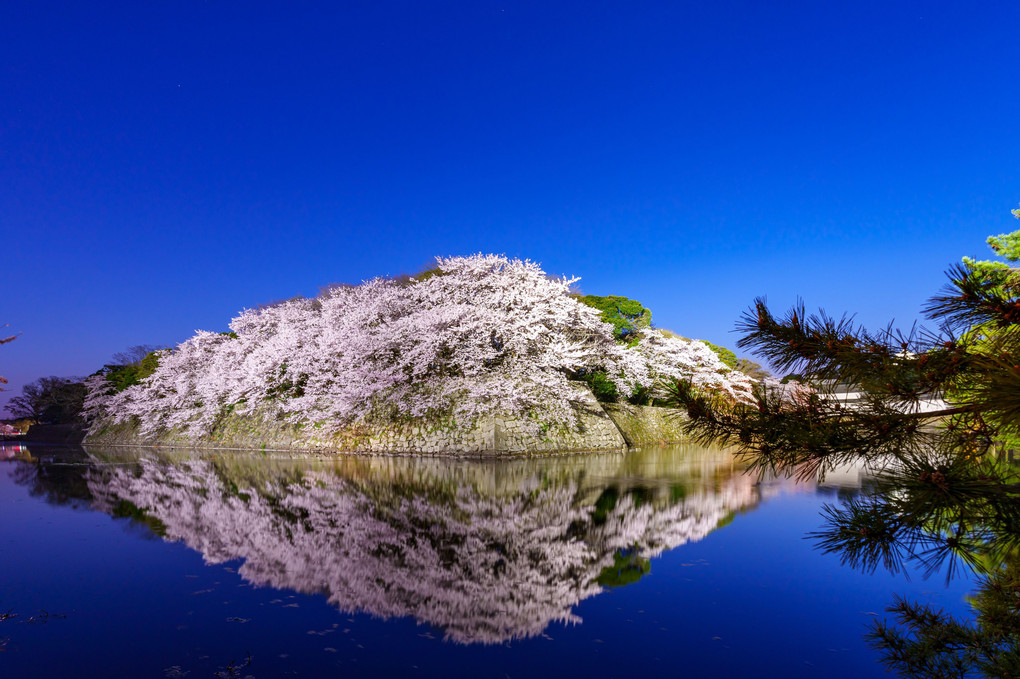 彦根城お堀の桜