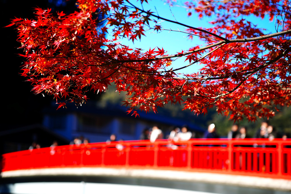 秋の待月橋