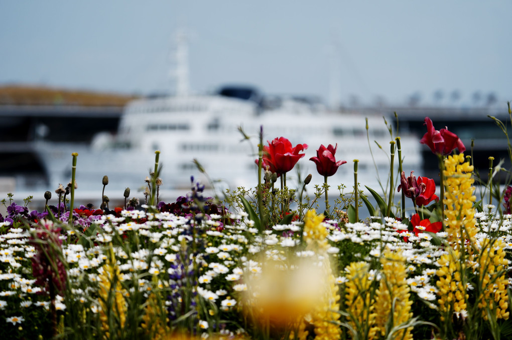 港のお花