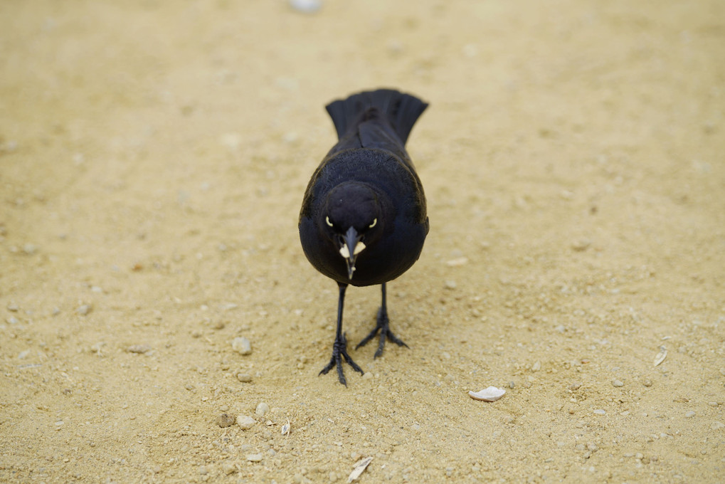 カリフォルニアの鳥　その２