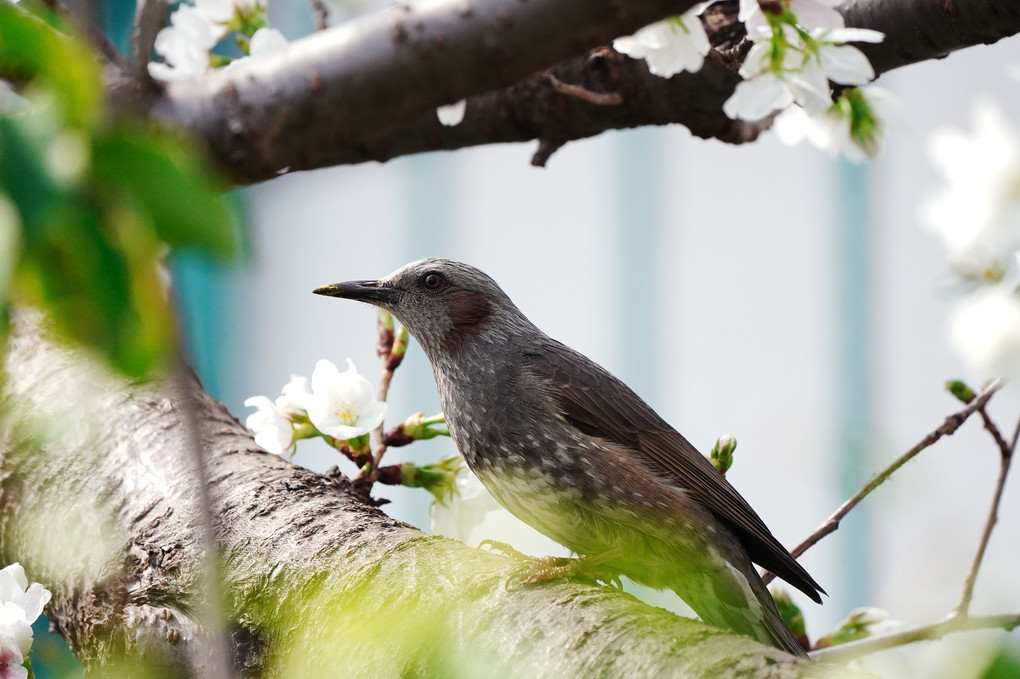 お花見ヒヨ君