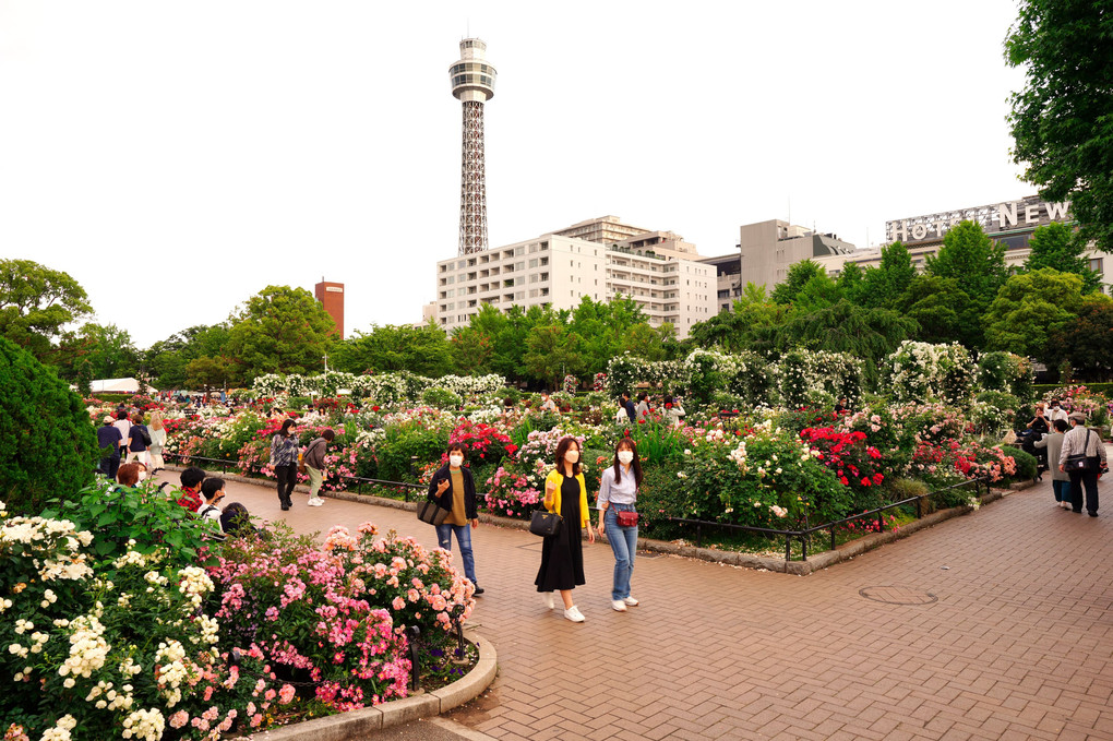 薔薇が満開