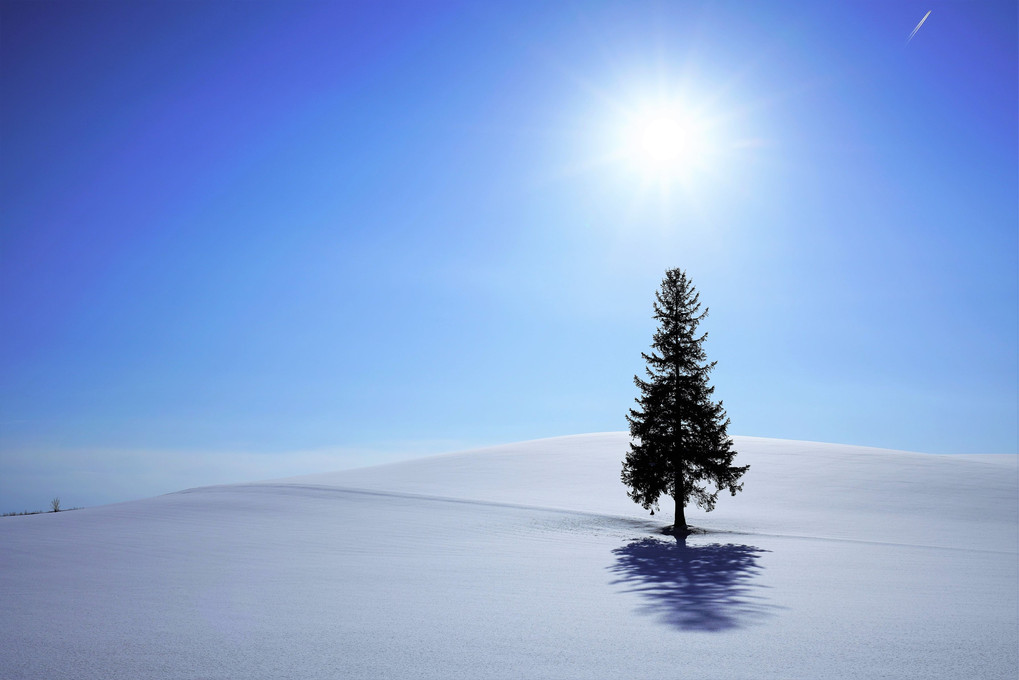 クリスマスツリーの木　- 冬 -