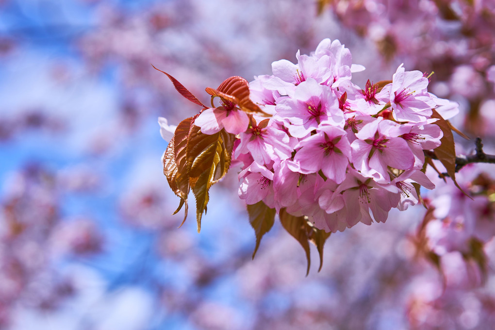 北の春　～桜編～