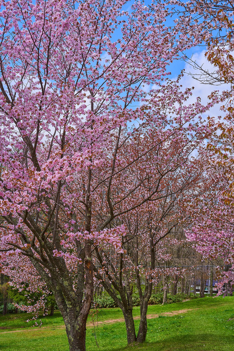 北の春　～桜編～