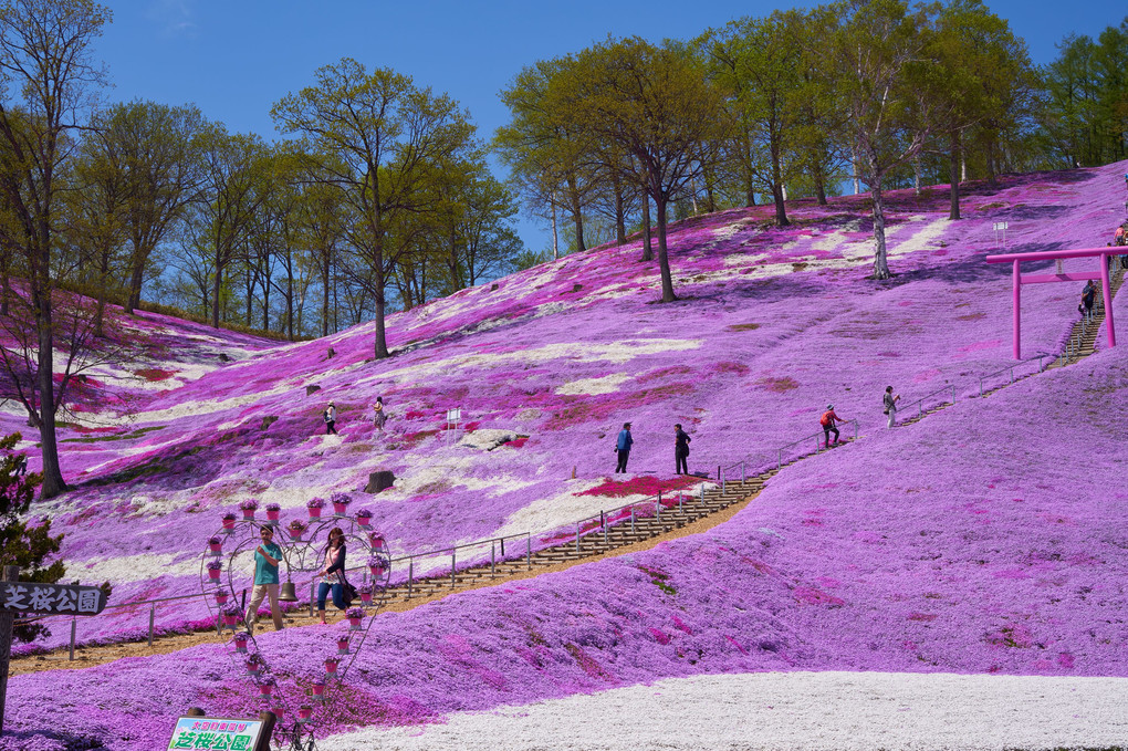 北海道　東藻琴芝桜公園