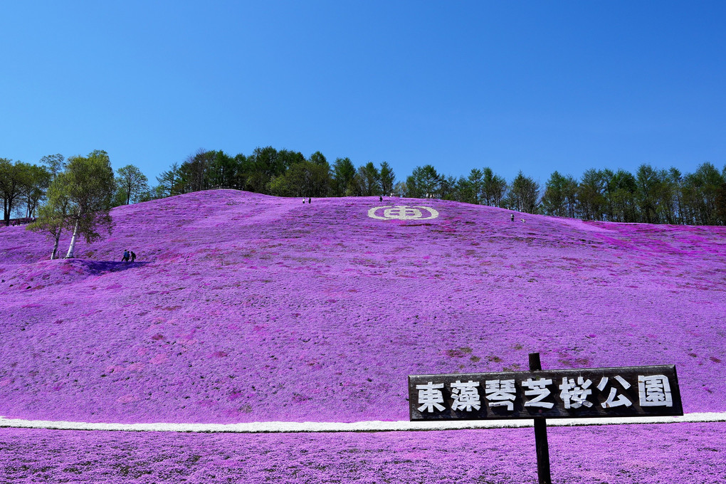 北海道　東藻琴芝桜公園