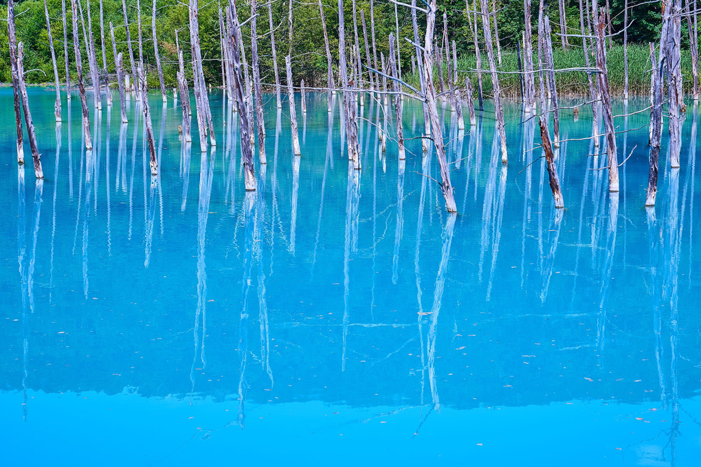 夏色 　~　北海道美瑛町　青い池~