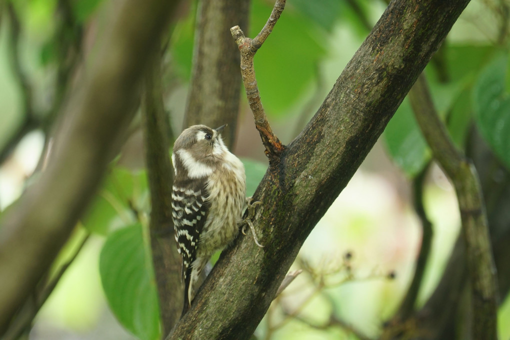コゲラ　"Japanese Pygmy Woodpecker"