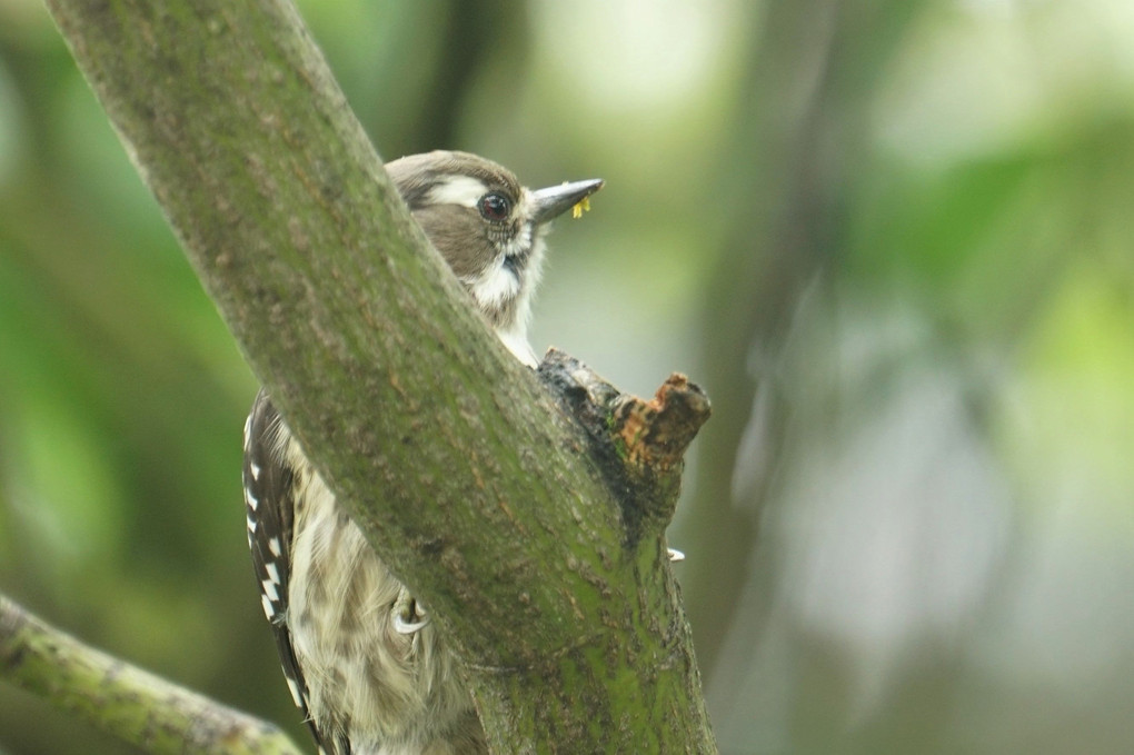 コゲラ　"Japanese Pygmy Woodpecker"