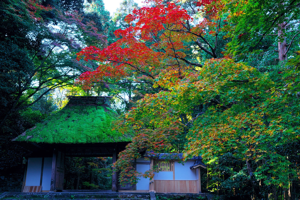 紅葉狩り