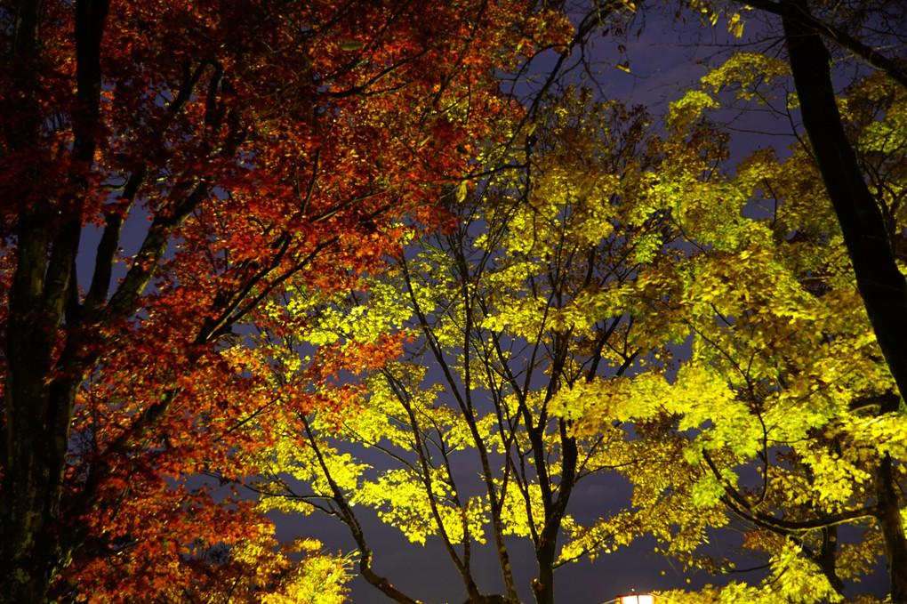 夜景に浮かび上がる紅葉