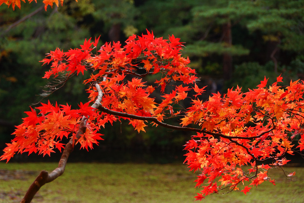 紅葉2（神戸森林植物園）
