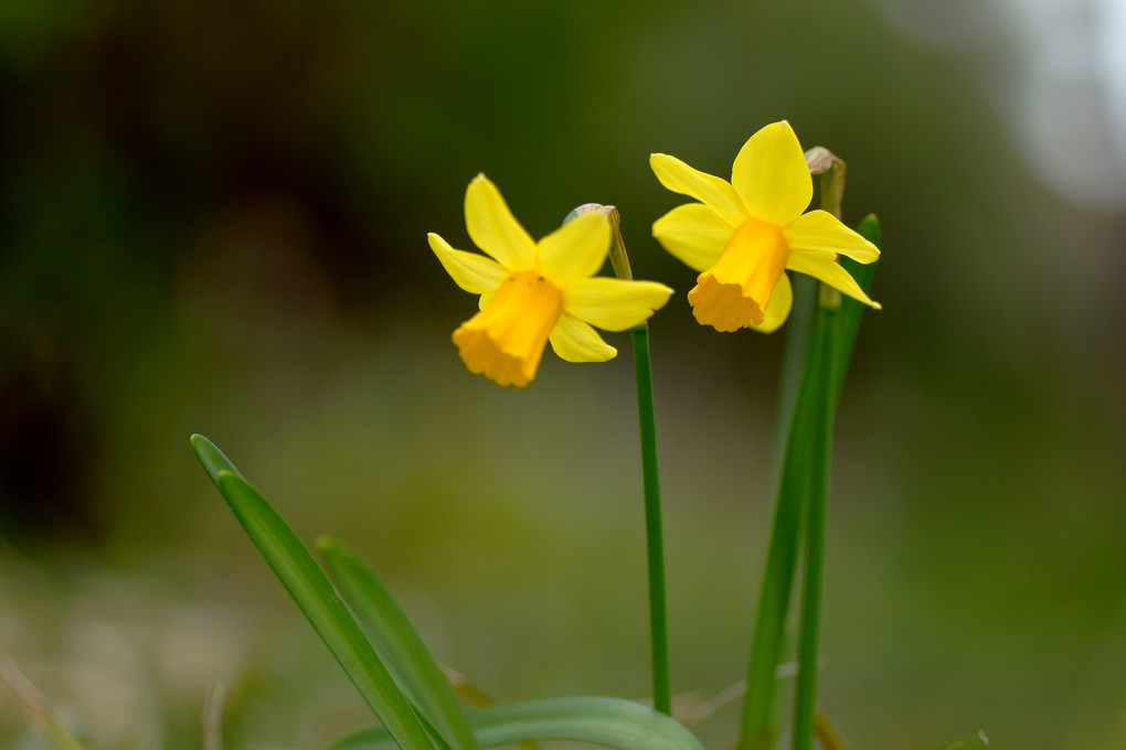 春を告げる黄色