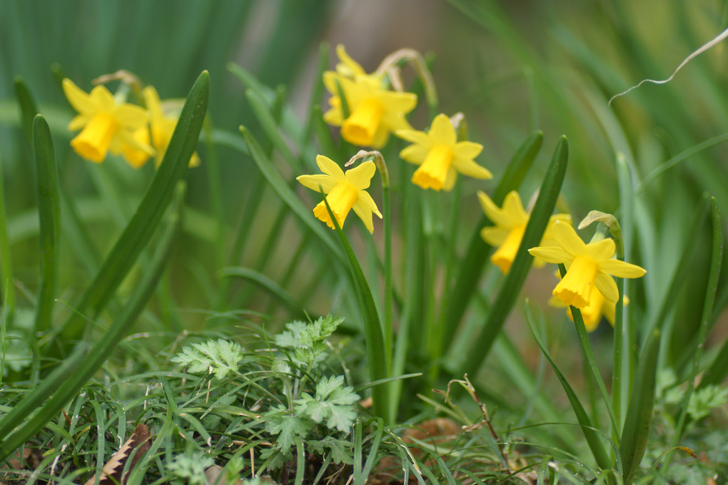 春を告げる黄色