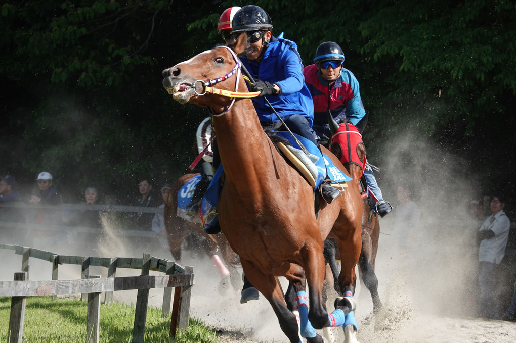 草競馬