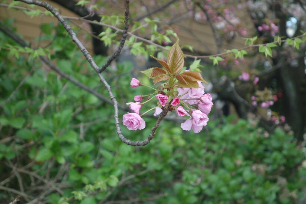 名残の桜