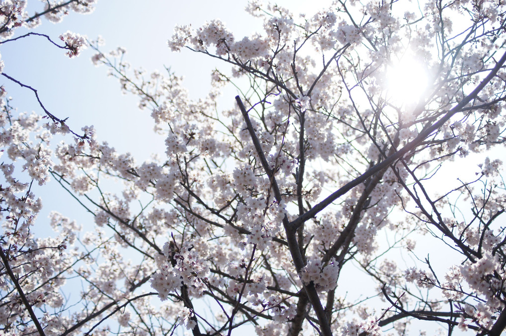 陽光と桜