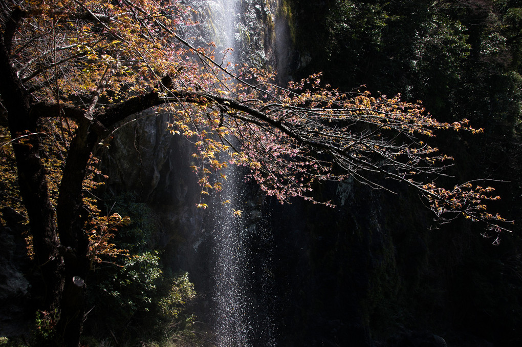 灌頂ケ滝の桜　