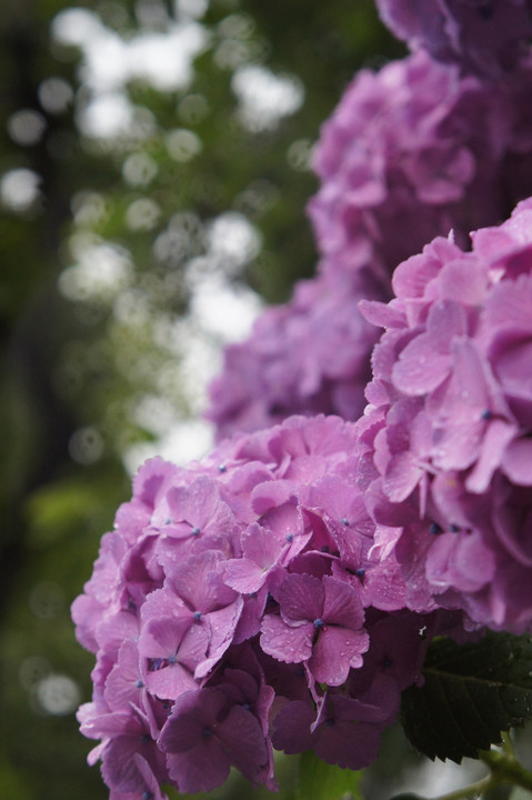 雨に喜ぶ紫陽花