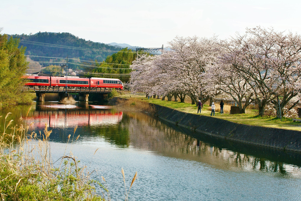 ダブル火の鳥と桜並木