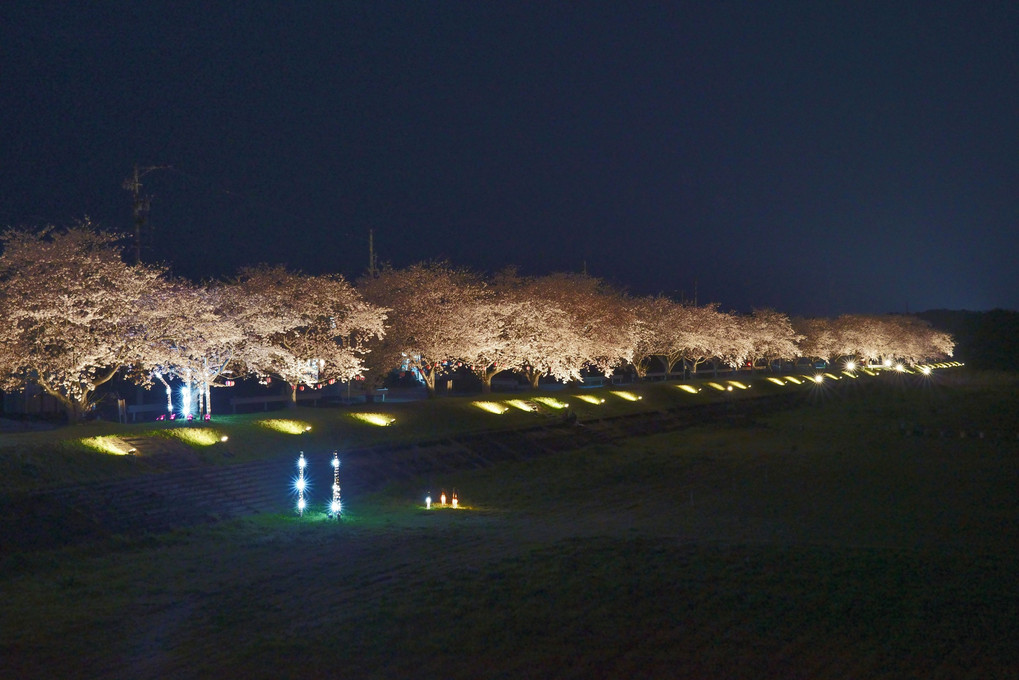 依那古堤防の桜並木