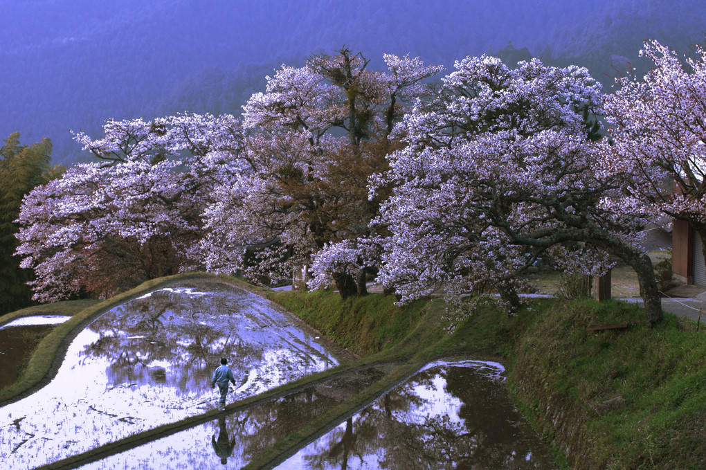 山里の棚田に咲く山桜
