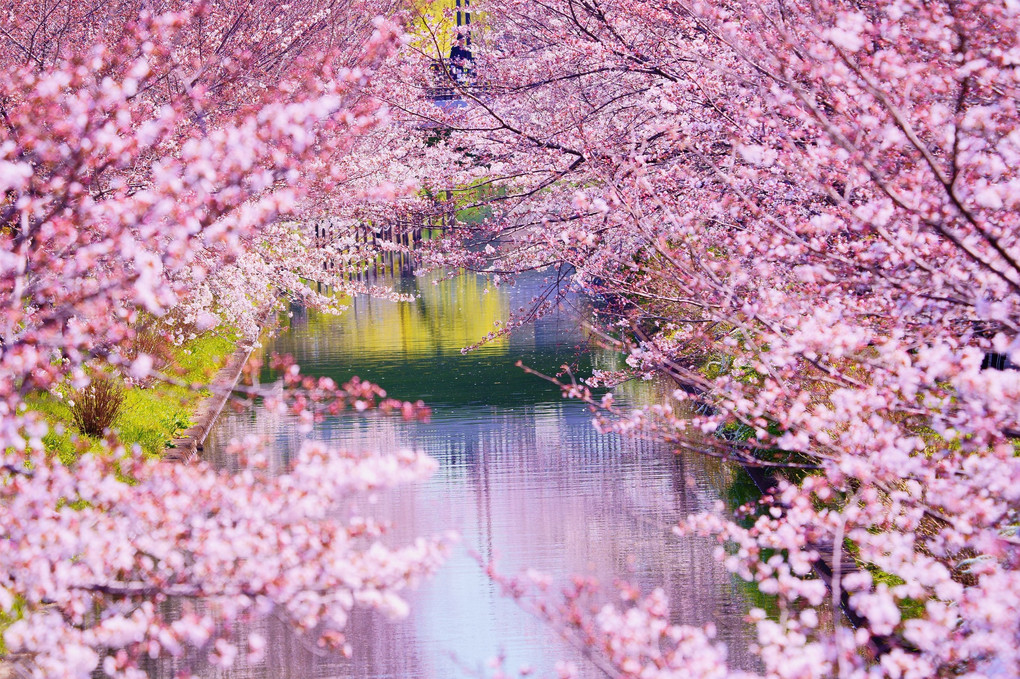 宇治川派流沿いの桜