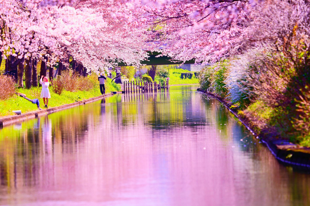 宇治川派流沿いの桜