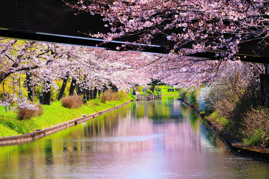 宇治川派流沿いの桜