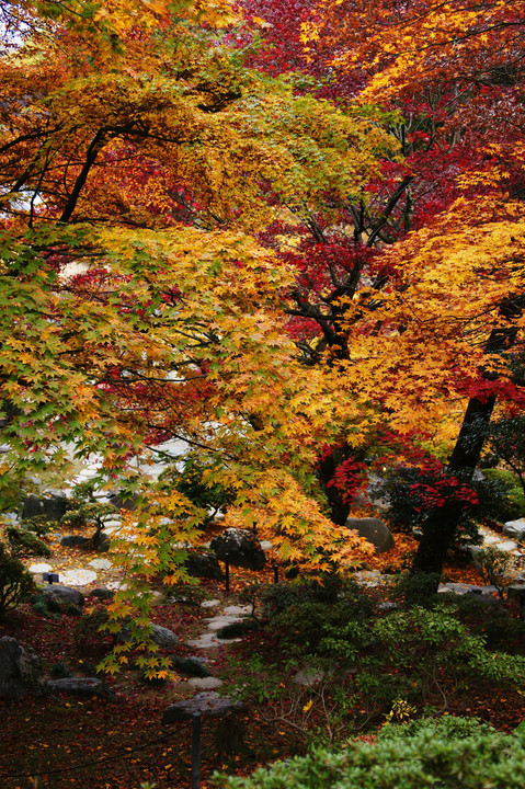 赤より紅く