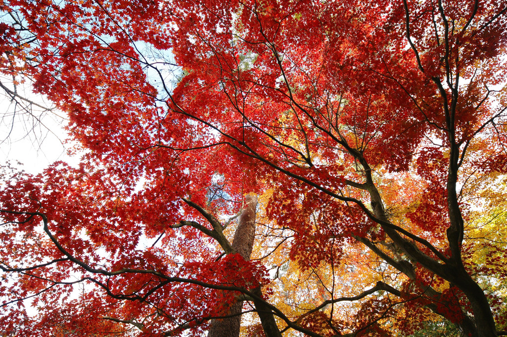 赤より紅く