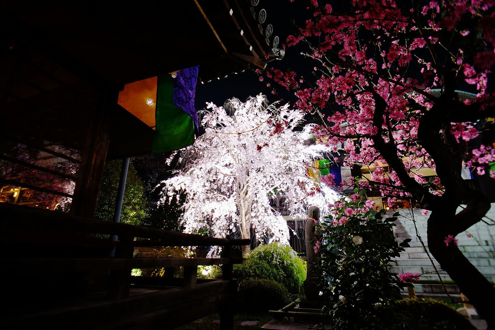 夜桜シャンデリア　～桜寺・南蔵院へ～